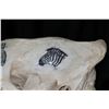 Image 13 : Vintage horse skull with decorative scrimshaw drawing featuring African animals including giraffes, 