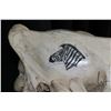 Image 6 : Vintage horse skull with decorative scrimshaw drawing featuring African animals including giraffes, 