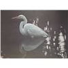 Image 1 : Robert Bateman, framed limited edition print titled "Mangrove Shadow-Egret", 1019/1250, pencil signe