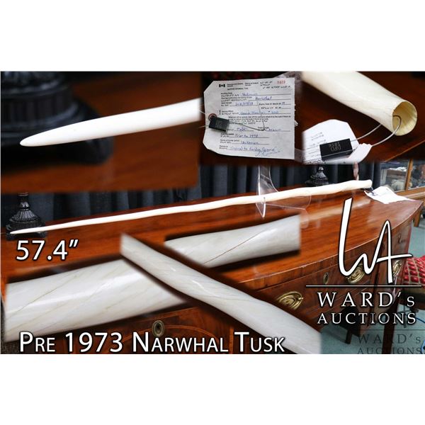 Male Narwhal tusk with nice even twist, good colouring, fairly straight and slightly rounded but not