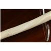 Image 7 : Male Narwhal tusk with nice even twist, good colouring, fairly straight and slightly rounded but not