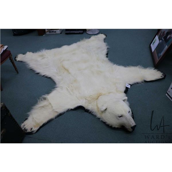 Polar bear rug on black wool backer, 83" tail to nose, left front paw 8" across and 5" claw to claw