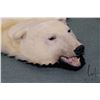 Image 2 : Polar bear rug on black wool backer, 83" tail to nose, left front paw 8" across and 5" claw to claw