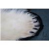 Image 4 : Polar bear rug on black wool backer, 83" tail to nose, left front paw 8" across and 5" claw to claw