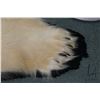 Image 5 : Polar bear rug on black wool backer, 83" tail to nose, left front paw 8" across and 5" claw to claw