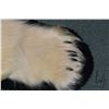 Image 6 : Polar bear rug on black wool backer, 83" tail to nose, left front paw 8" across and 5" claw to claw