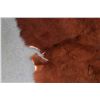 Image 4 : Tanned animal hide, appears to be a highland cattle rug, approximately 68" X 63"