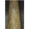 Image 8 : COLLECTION OF  ANTIQUE POWDER HORNS