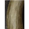 Image 9 : COLLECTION OF  ANTIQUE POWDER HORNS