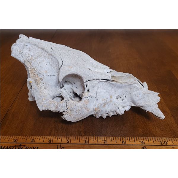 Wild Boar Skull