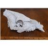 Image 1 : Wild Boar Skull