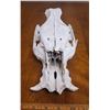 Image 2 : Wild Boar Skull