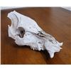 Image 3 : Wild Boar Skull