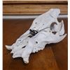 Image 4 : Wild Boar Skull