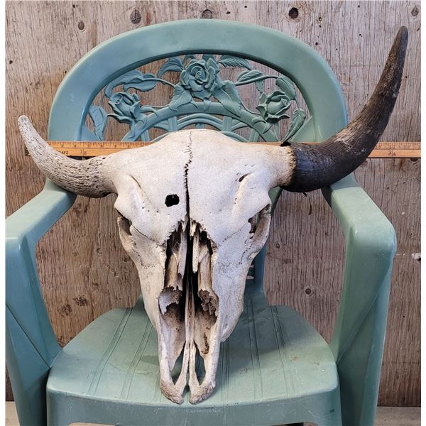Bison Skull