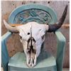 Image 1 : Bison Skull