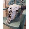 Image 2 : Bison Skull