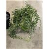 Image 3 : 2 FAKE PLANTS