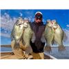 Image 1 : 1 Day Guided Crappie Fishing for 3 Anglers