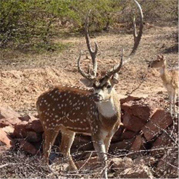 ALL INCLUSIVE 3 Day/ 2 Night Trophy Axis Hunt for 1 Hunter & 1 Observer
