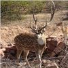 Image 1 : ALL INCLUSIVE 3 Day/ 2 Night Trophy Axis Hunt for 1 Hunter & 1 Observer
