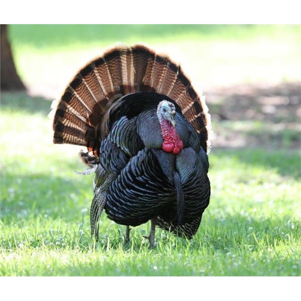 3 Day/ 2 Night Turkey Hunt for 2 Hunters
