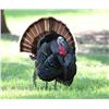 Image 1 : 3 Day/ 2 Night Turkey Hunt for 2 Hunters