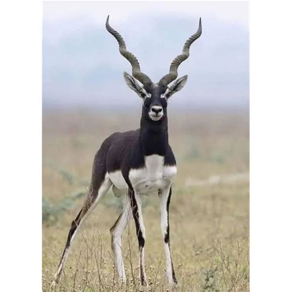 1 Day Blackbuck Hunt for 1 Hunter & 1 Observer