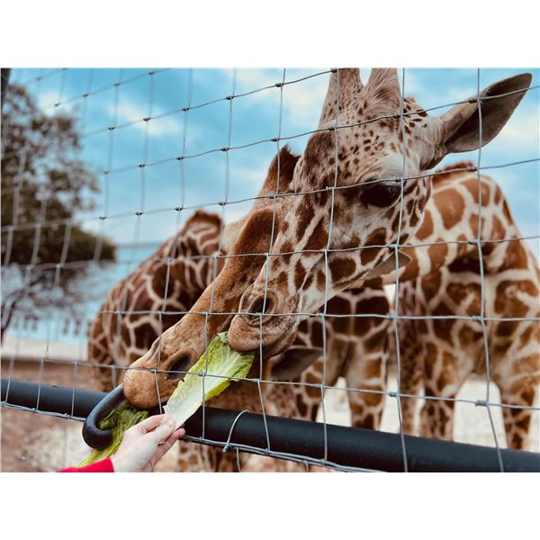 8 People Giraffe Experience & Private Dinner with Victor Hugo