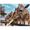 Image 1 : 8 People Giraffe Experience & Private Dinner with Victor Hugo