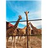 Image 2 : 8 People Giraffe Experience & Private Dinner with Victor Hugo