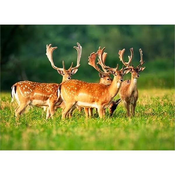 Hunters Choice- Axis, Blackbuck, Fallow- 1 Day/ 1 Night for 1 Hunter & 1 Observer