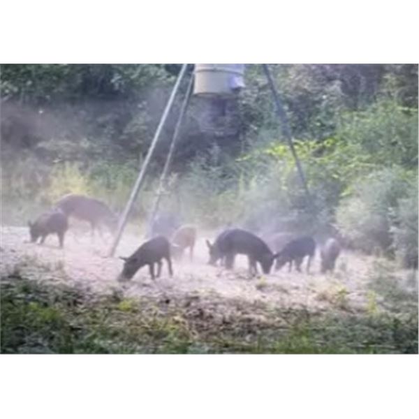 2 Day/ 2 Night Guided Hog Hunt for 2 Hunter