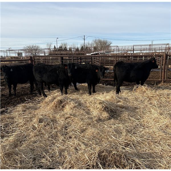 Moebis Bros Ag LTD Pen 520 - 5 Black Heifers