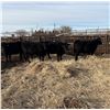 Image 1 : Moebis Bros Ag LTD Pen 520 - 5 Black Heifers