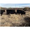 Image 2 : Moebis Bros Ag LTD Pen 520 - 5 Black Heifers