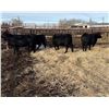 Image 3 : Moebis Bros Ag LTD Pen 520 - 5 Black Heifers