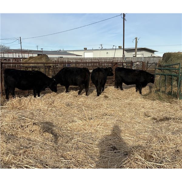 Moebis Bros Ag LTD Pen 519 - 4 Black Heifers
