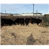 Image 1 : Moebis Bros Ag LTD Pen 519 - 4 Black Heifers