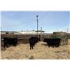 Image 2 : Moebis Bros Ag LTD Pen 519 - 4 Black Heifers