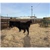 Image 3 : Moebis Bros Ag LTD Pen 519 - 4 Black Heifers