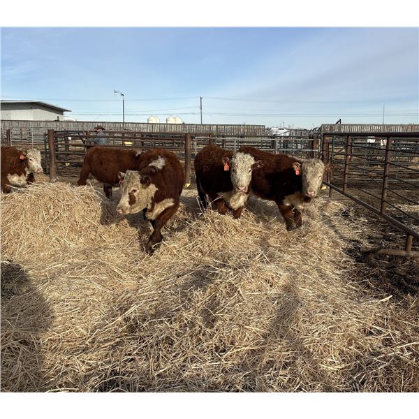 Moebis Bros Ag LTD Pen 520X - 7 Hereford Heifers