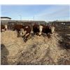 Image 1 : Moebis Bros Ag LTD Pen 520X - 7 Hereford Heifers