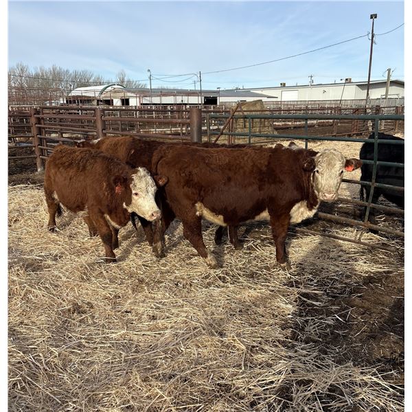 Moebis Bros Ag LTD Pen 519X - 4 Hereford Heifers