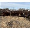 Image 3 : Moebis Bros Ag LTD Pen 519X - 4 Hereford Heifers