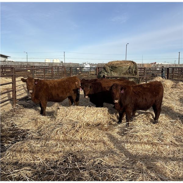 Moebis Bros Ag LTD Pen 518 - 10 Red Heifers