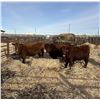 Image 1 : Moebis Bros Ag LTD Pen 518 - 10 Red Heifers