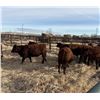 Image 2 : Moebis Bros Ag LTD Pen 518 - 10 Red Heifers