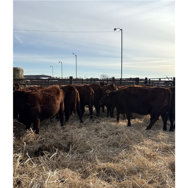 Moebis Bros Ag LTD Pen 517X - 9 Red Heifers