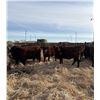 Image 2 : Moebis Bros Ag LTD Pen 517X - 9 Red Heifers